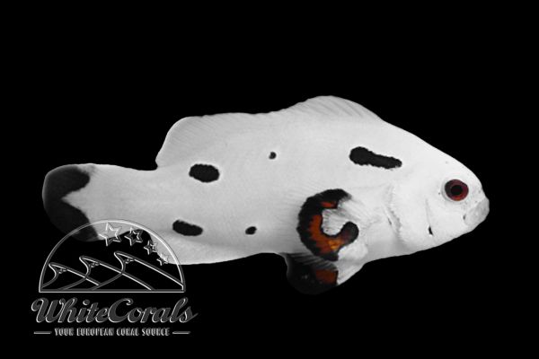 Amphiprion ocellaris - Platinum Storm Clownfish